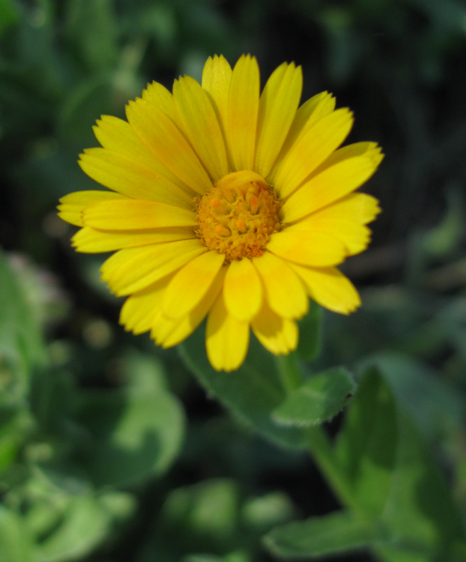 Image of Calendula arvensis specimen.