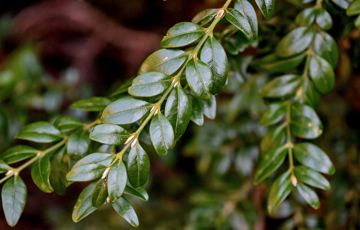 Image of Buxus colchica specimen.
