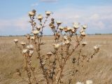 Cirsium serrulatum. Верхняя часть отмершего плодоносящего растения. Ульяновская обл., Мелекесский р-н, верховье сезонной р. Сух. Авраль, остепнённый луг с участками засоления. 16.09.2023.