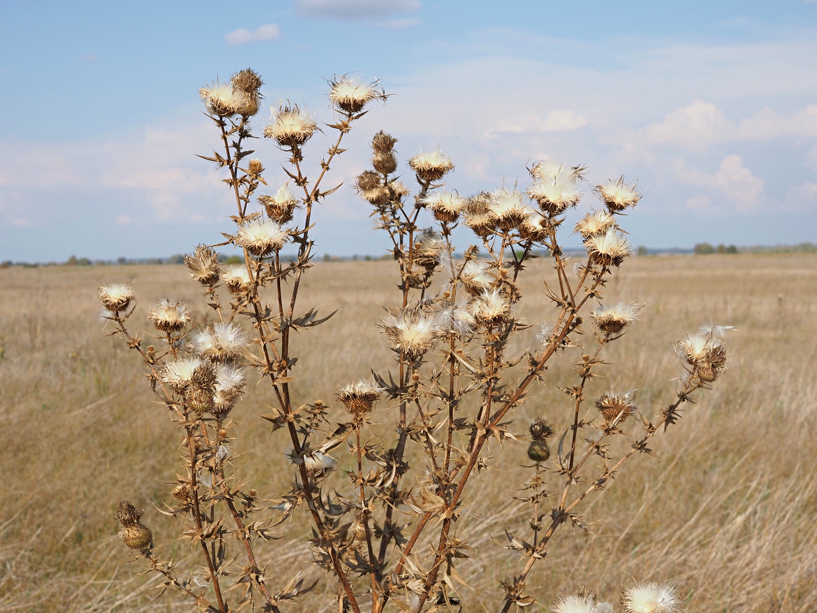 Image of Cirsium serrulatum specimen.