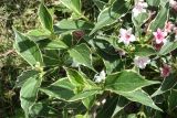 Weigela florida