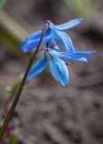 Scilla siberica. Верхушка побега с соцветием. Мурманск, Октябрьский р-н, цветник. 19.05.2025.