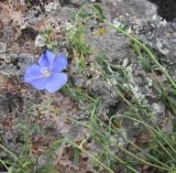 Linum austriacum. Верхушка цветущего растения. Грузия, Самцхе-Джавахети, окр. ур. Немецкая дорога, выс. 1400 м н.у.м., луг. 18 мая 2025 г.