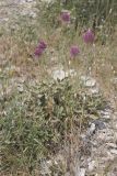 Allium jajlae