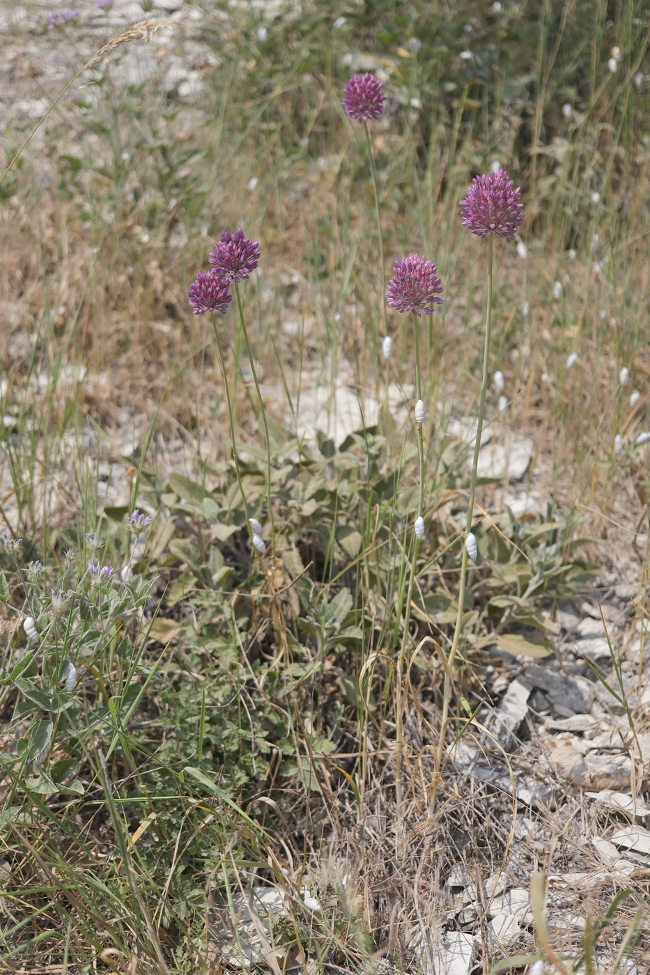 Изображение особи Allium jajlae.