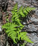 Dryopteris chinensis. Вегетирующее растение. Китай, пров. Аньхой, национальный парк \"Хуаншань\", на скале. 30.05.2025.