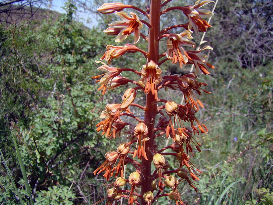 Image of Eremurus zenaidae specimen.