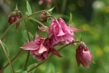Aquilegia vulgaris
