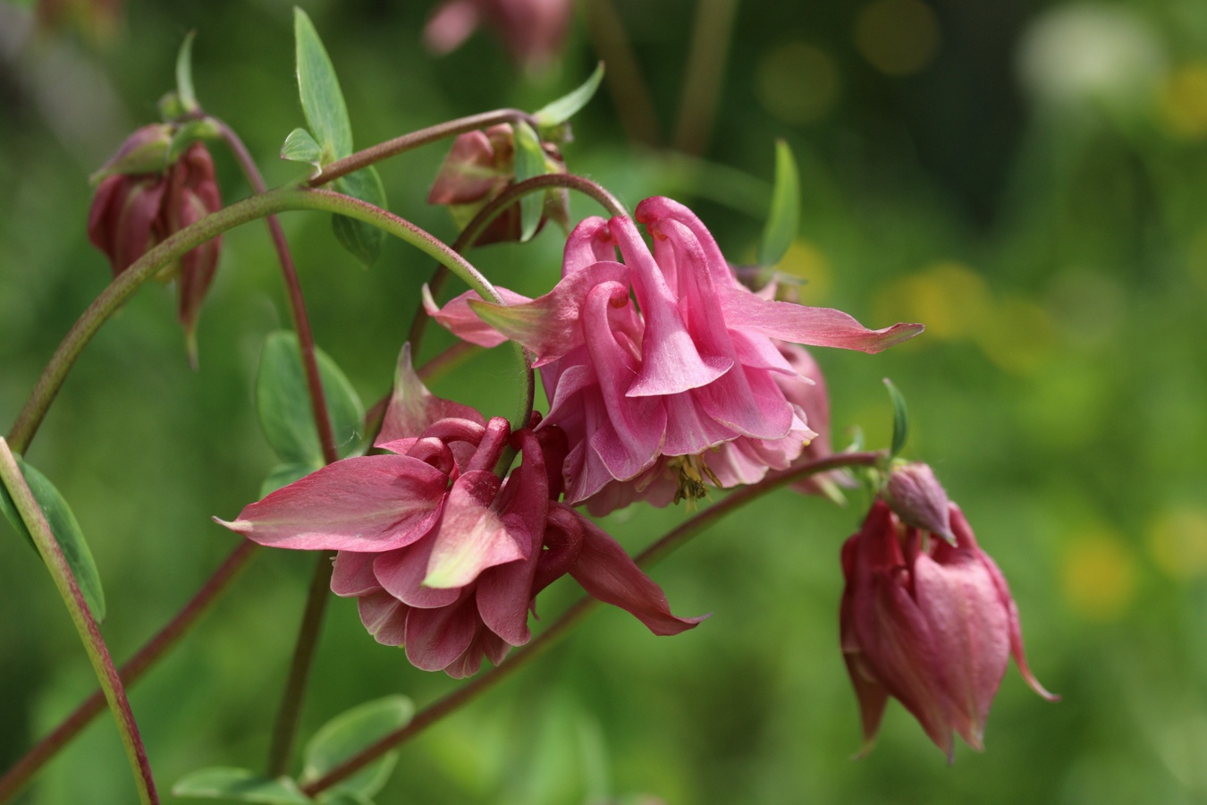 Image of Aquilegia vulgaris specimen.
