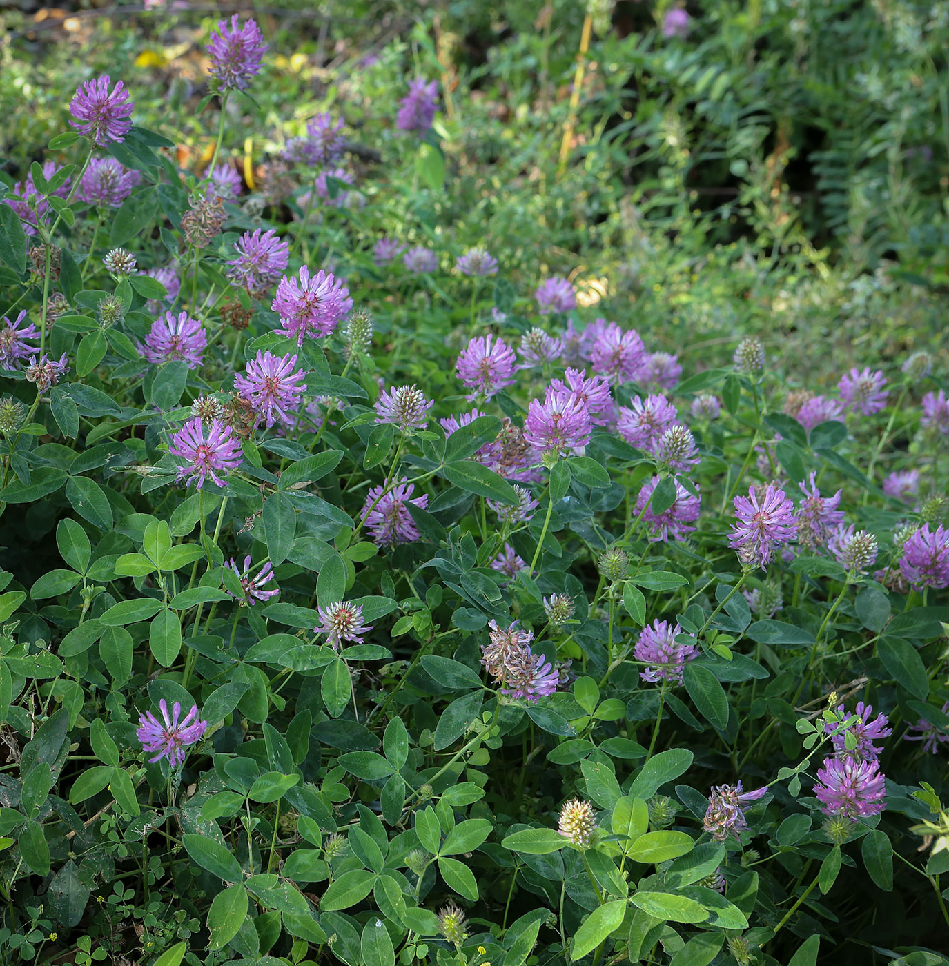Изображение особи Trifolium medium.