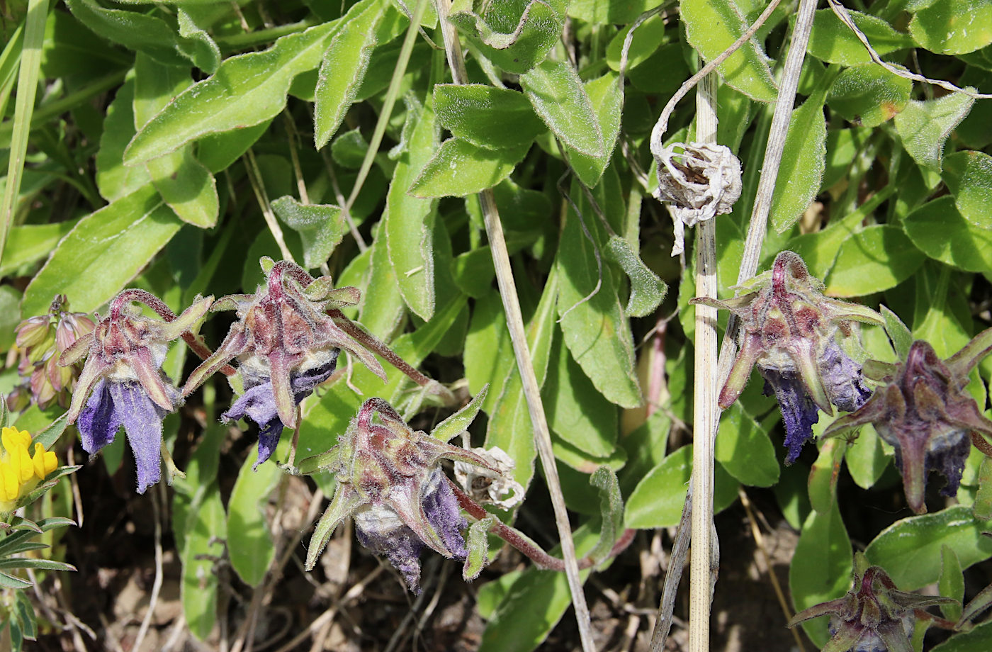 Изображение особи Campanula meyeriana.