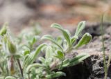 Onosma frutescens. Листья. Турция, пров. Мугла, р-н Фетхие, пос. Каякёй, выход скальных пород возле разрушенного здания. 07.05.2025.
