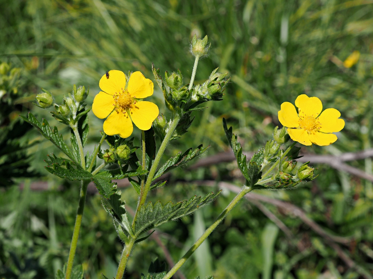 Изображение особи Potentilla recta.