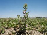 Teucrium scordioides. Цветущее растение. Казахстан, Жамбылская обл; Закаратауская равнина, депрессия между горами Улькунбурултау и Малым Каратау, прибережная зона оз. Нурлы. 13 июля 2025 г.