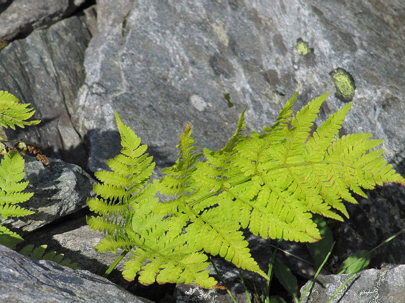 Изображение особи Dryopteris assimilis.