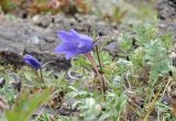 Campanula lasiocarpa. Цветущие растения. Камчатский край, Елизовский р-н, окр. Мутновской ГеоЭС, склон с травяно-кустарниковой растительностью. 05.09.2025.