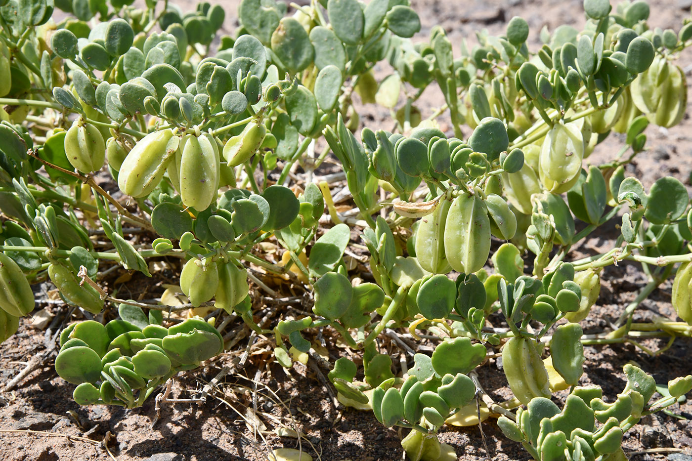 Image of Zygophyllum lehmannianum specimen.