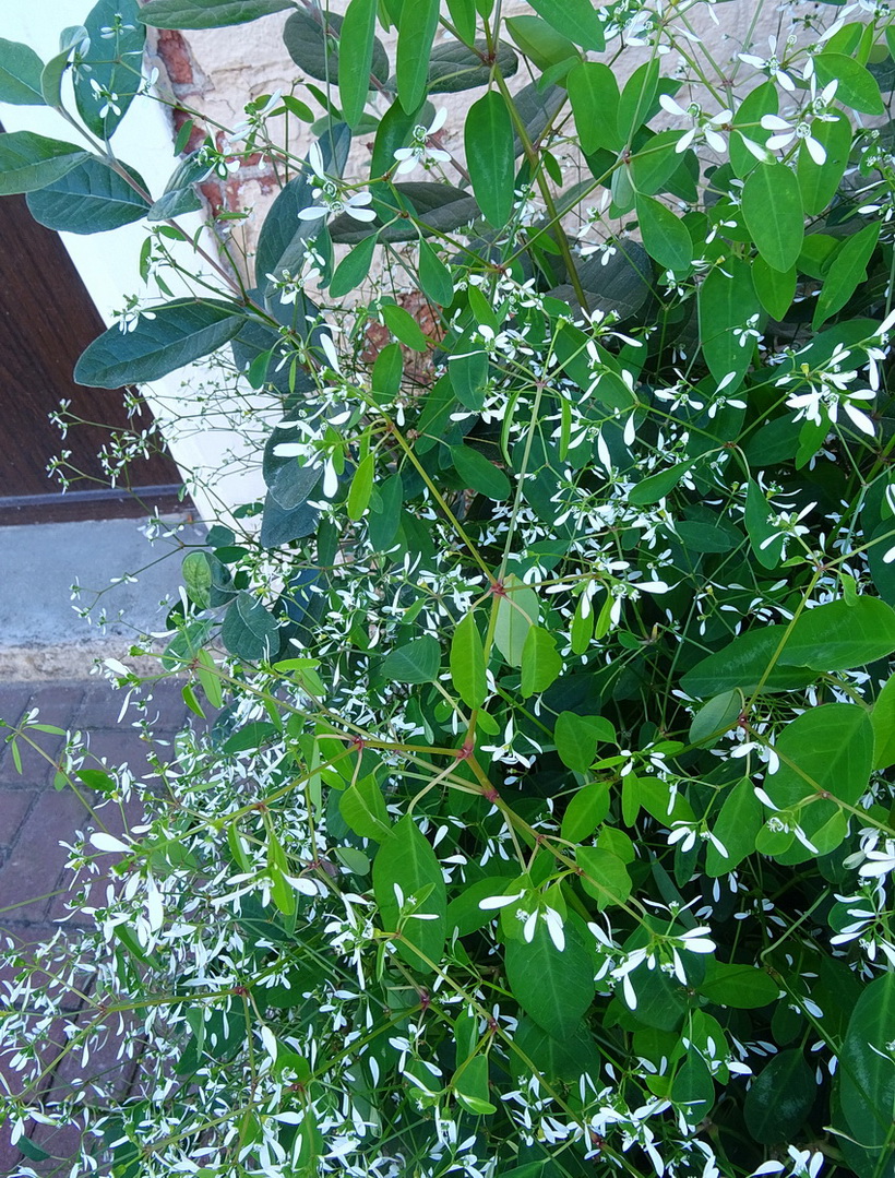 Image of genus Euphorbia specimen.