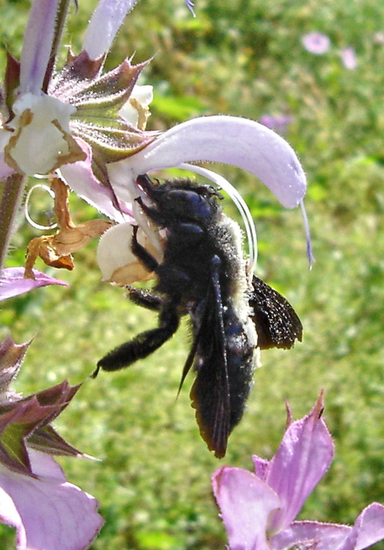 Изображение особи Salvia sclarea.