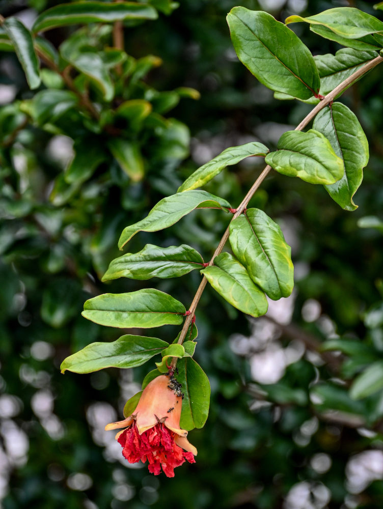 Изображение особи Punica granatum.