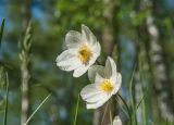 Anemone sylvestris