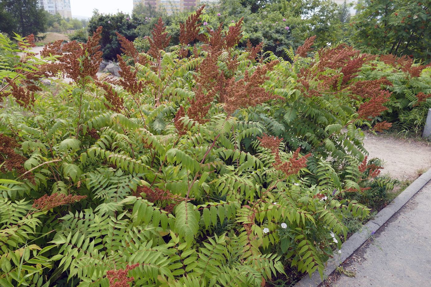 Image of Sorbaria sorbifolia specimen.