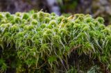 genus Sphagnum. Вегетирующие растения. Приморский край, Партизанский р-н, хр. Большой Воробей, узкий распадок с ручьём. 18.05.2012.