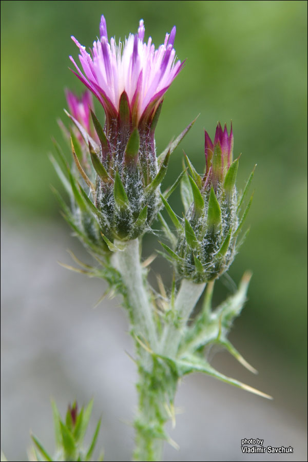 Image of genus Carduus specimen.