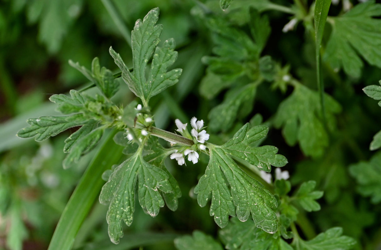 Image of Lagopsis supina specimen.