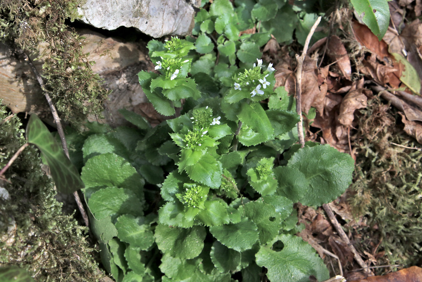 Image of Arabis nordmanniana specimen.