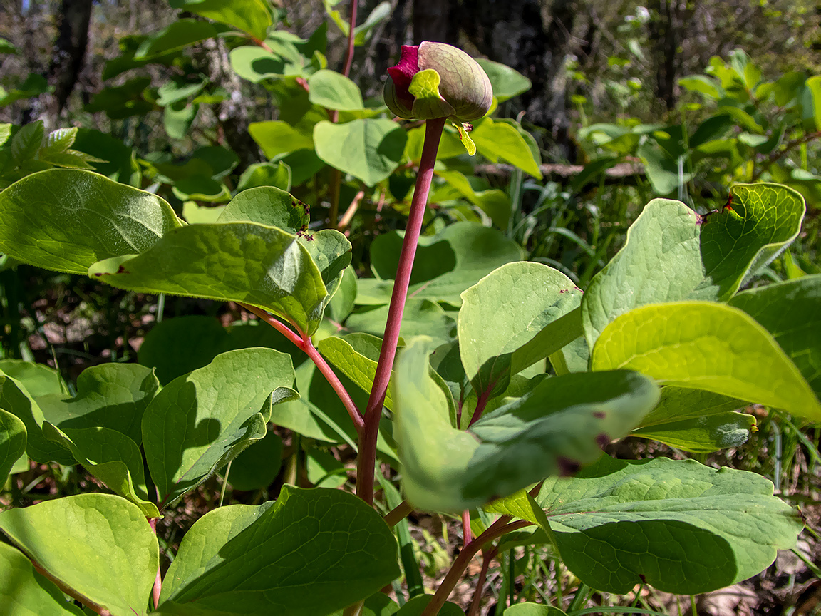 Изображение особи Paeonia daurica.