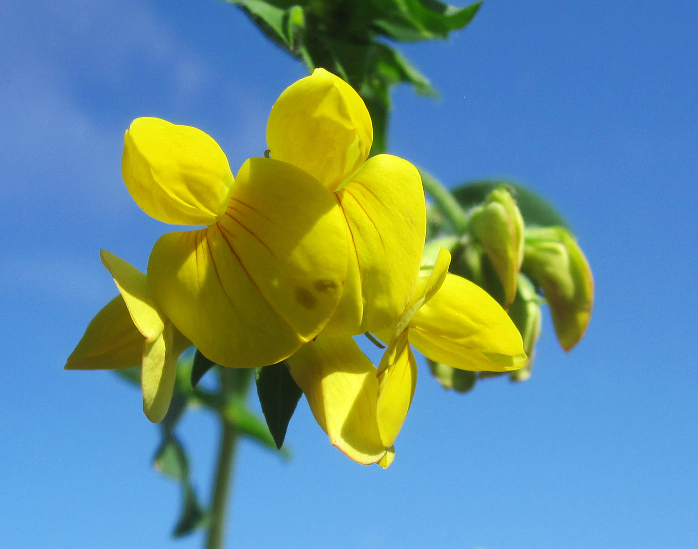Image of genus Lotus specimen.