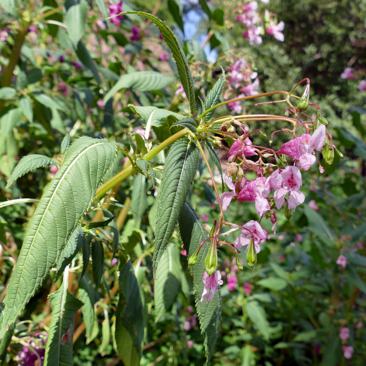 Изображение особи Impatiens glandulifera.