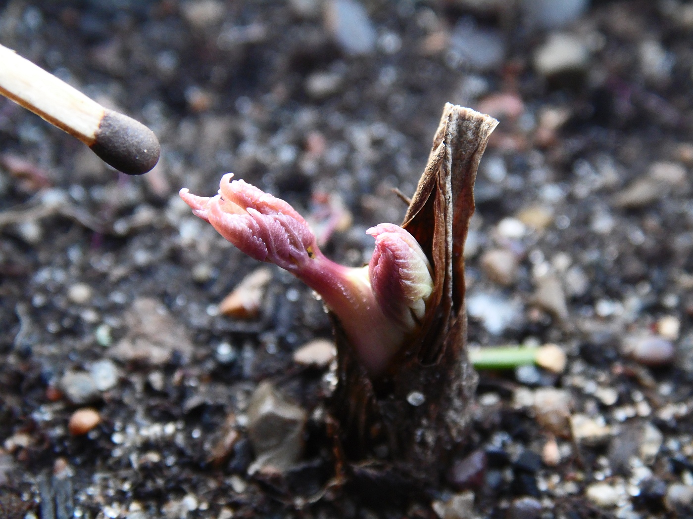Image of Angelica gigas specimen.