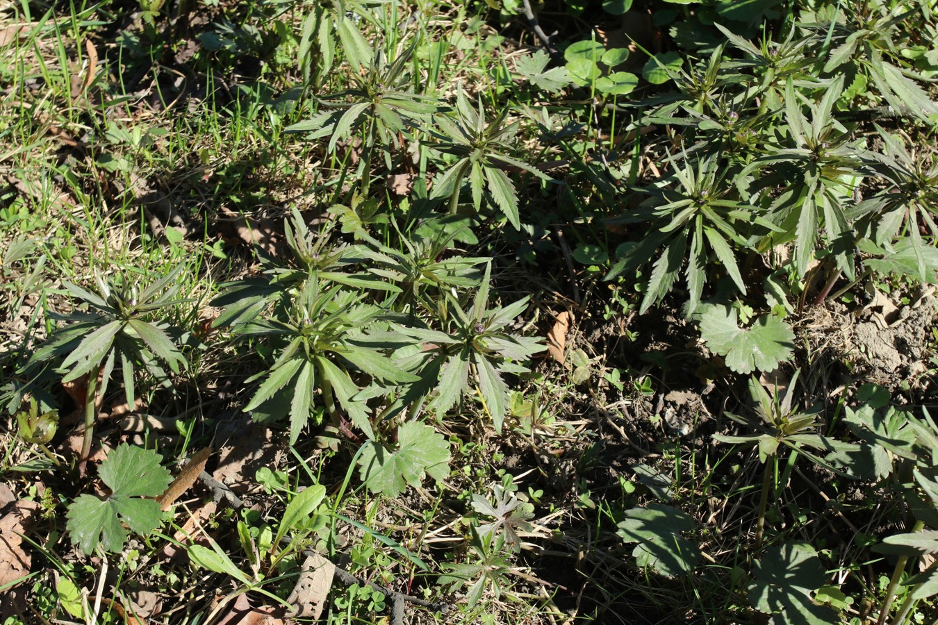 Изображение особи род Ranunculus.