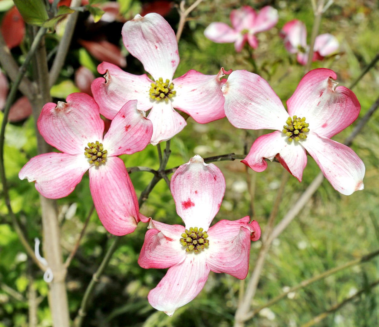 Image of Cynoxylon florida var. rubrum specimen.