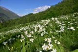 Anemonastrum fasciculatum. Соцветия. Кабардино-Балкария, Эльбрусский р-н, нижняя часть висячей дол. р. Когутайка, выс. ок. 2400 м н.у.м., луг. 22 июня 2025 г.