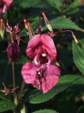 Impatiens glandulifera. Цветок, бутон и плоды. Магаданская обл., г. Магадан, заросший глубокий пустырь, на обочине. 23.08.2025.
