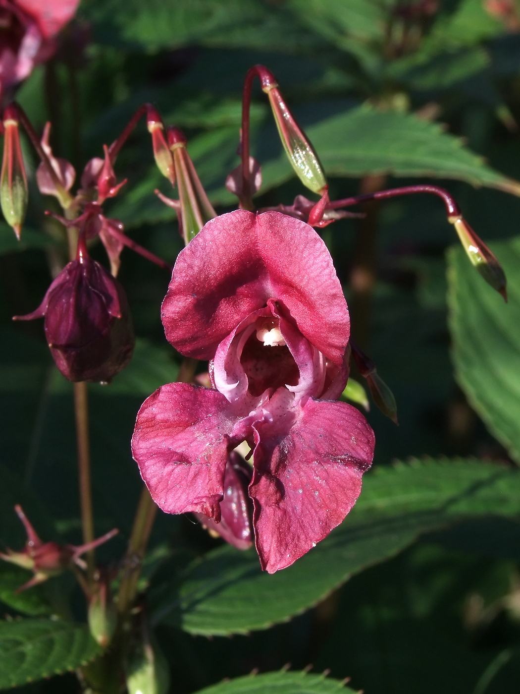 Image of Impatiens glandulifera specimen.