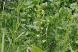 семейство Orchidaceae. Соцветие в бутонах. Приморский край, Уссурийский гор. округ, с. Монакино, опушка широколиственного леса. 14.06.2026.