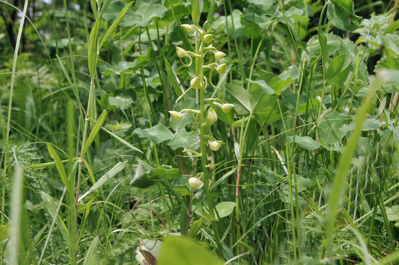 Изображение особи Platanthera densa.