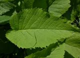 Inula helenium