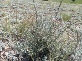 Convolvulus fruticosus. Цветущее растение. Казахстан, Актюбинская обл., г. Актобе, окр. жилого массива \"Беккул баба\", подножие южного холма Омырау, полынники на каменистых почвах. 05.06.2026.