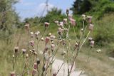 Erigeron podolicus