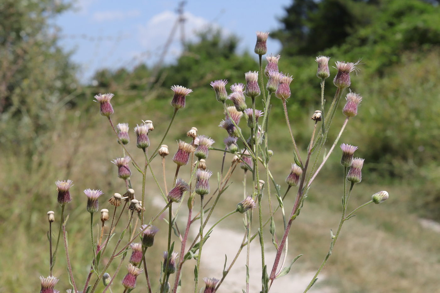Изображение особи Erigeron podolicus.