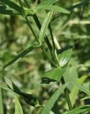 Hypericum ascyron. Часть побега. Приморский край, Шкотовский р-н, окр. с. Новонежино, сырой луг. 08.08.2026.