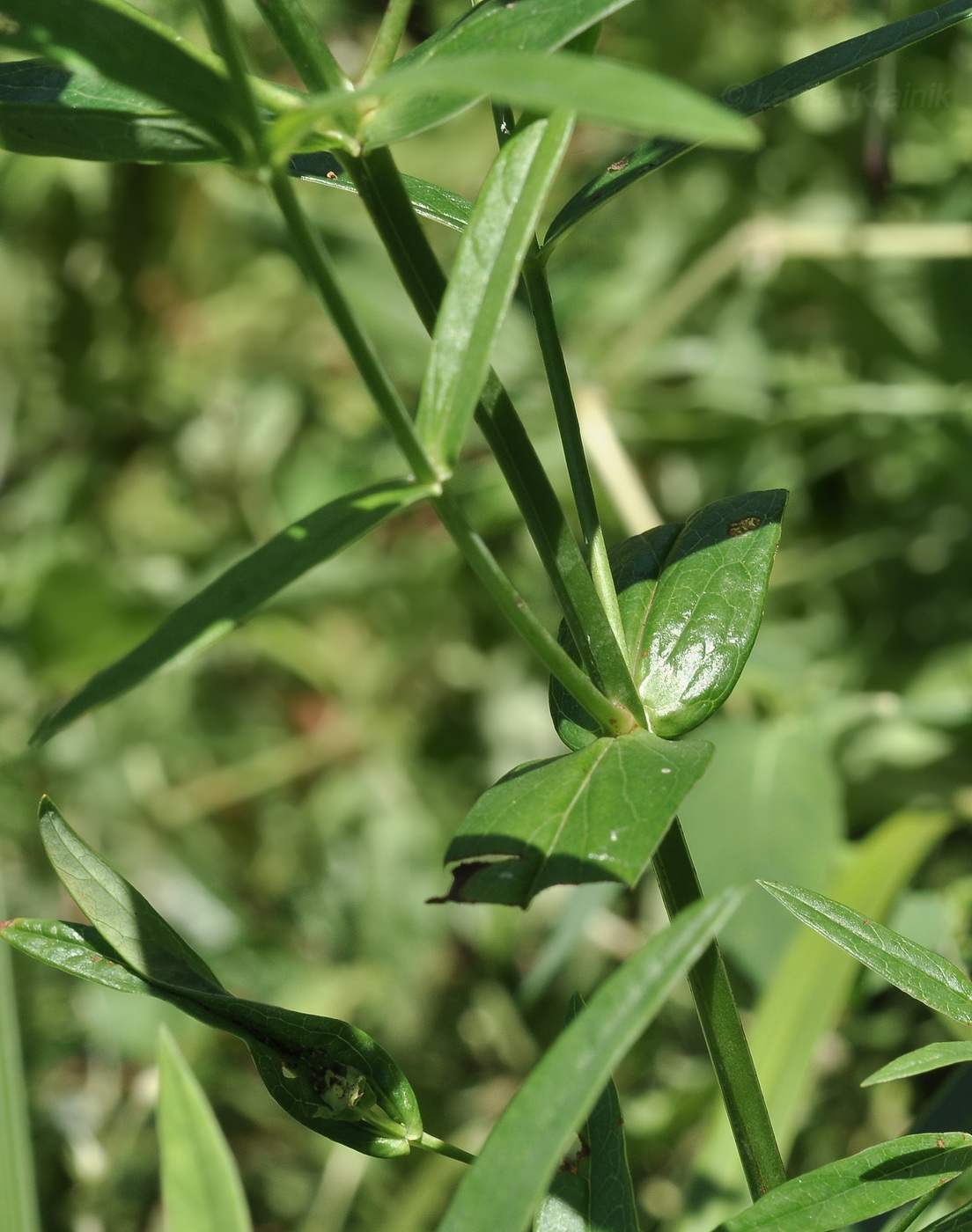 Image of Hypericum ascyron specimen.
