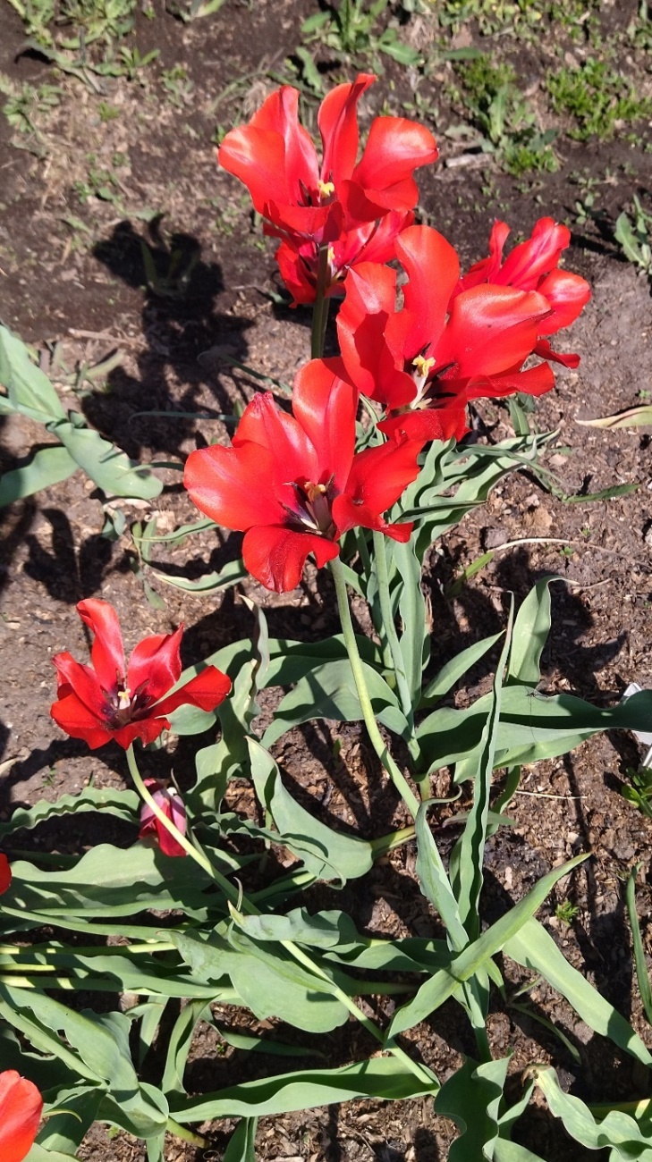 Image of genus Tulipa specimen.