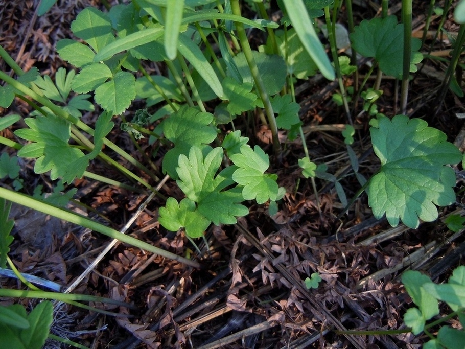 Изображение особи Ranunculus monophyllus.