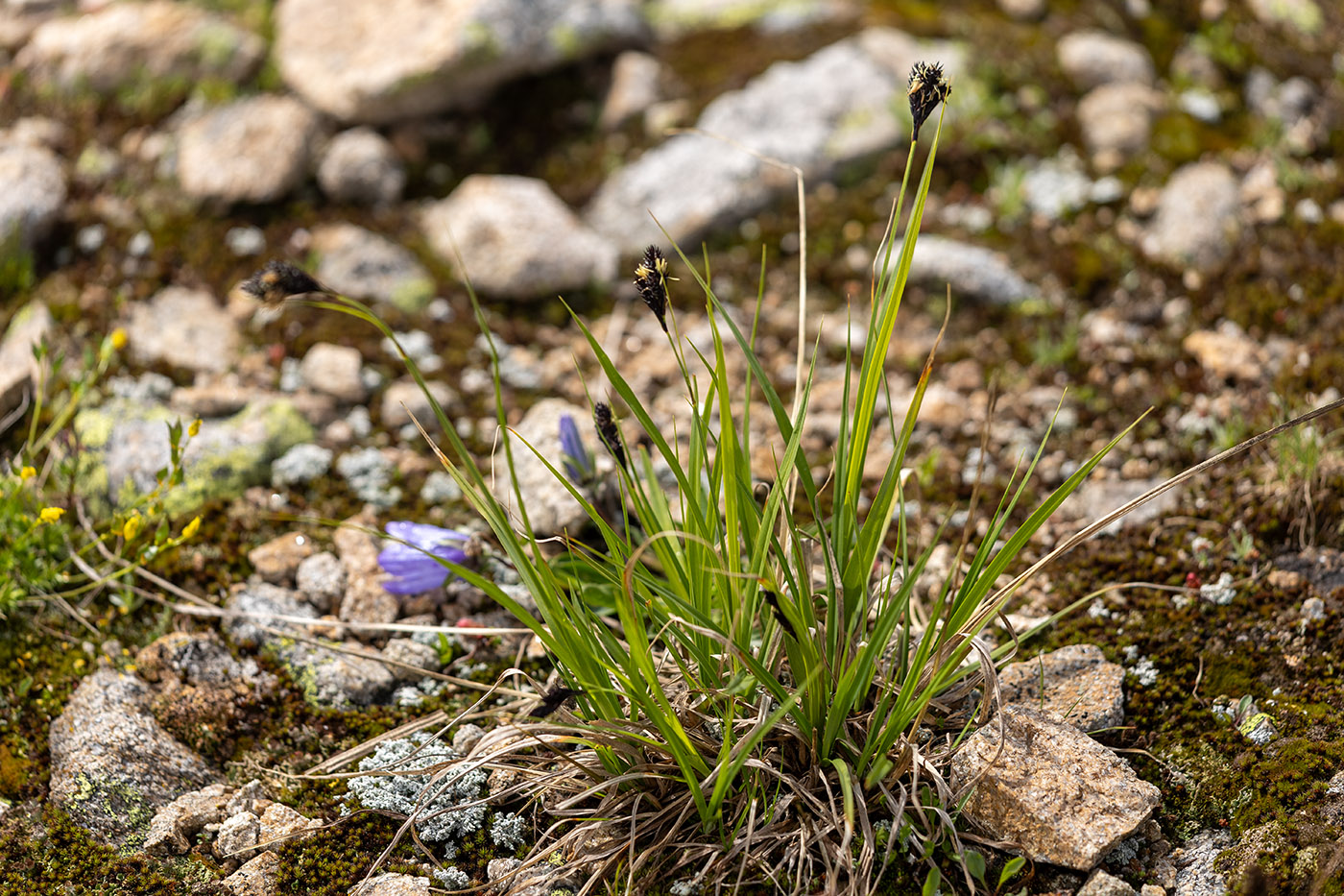 Image of Carex medwedewii specimen.